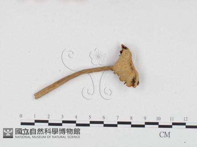 登錄號:F0024470藏品圖，第3張