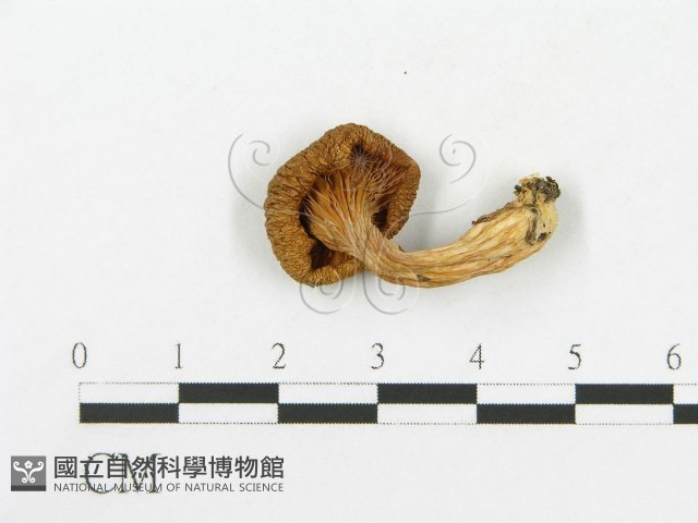 糙皮側耳藏品圖，第3張