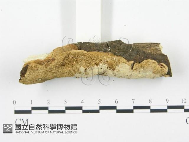 Accession Number:F0002470 Collection Image, Figure 3, Total 5 Figures