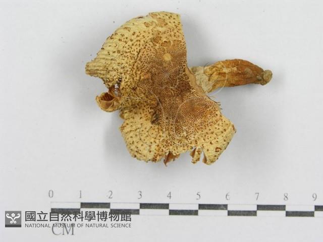 紅菇屬藏品圖，第3張