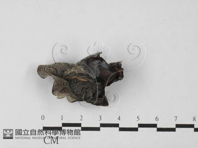 登錄號:F0027470藏品圖，第3張