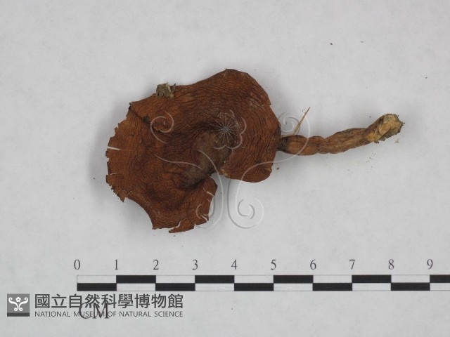 登錄號:F0023470藏品圖，第3張