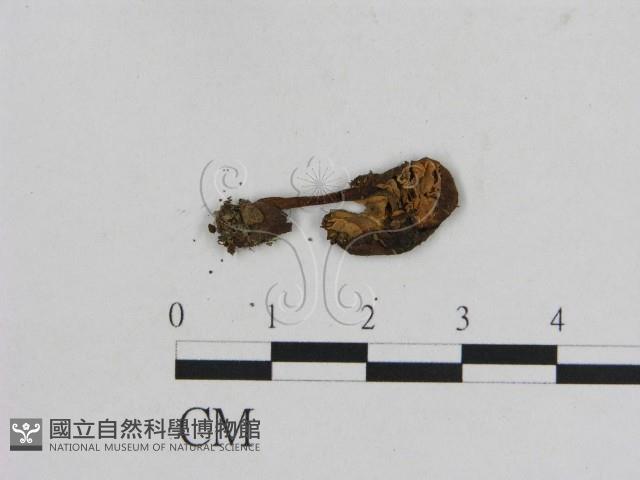 小菇屬藏品圖，第3張