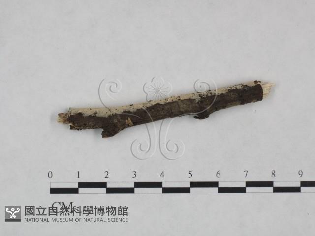 剛毛絲皮菌藏品圖，第3張