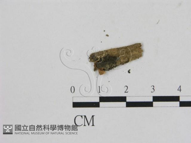 登錄號:F0001770藏品圖，第3張