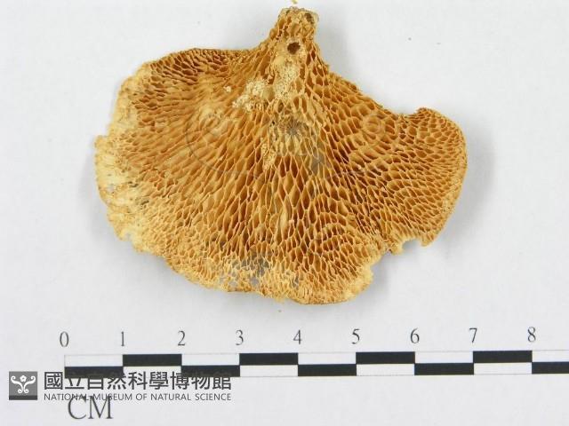 多孔菌屬藏品圖，第3張