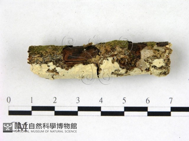 絲齒菌屬藏品圖，第3張