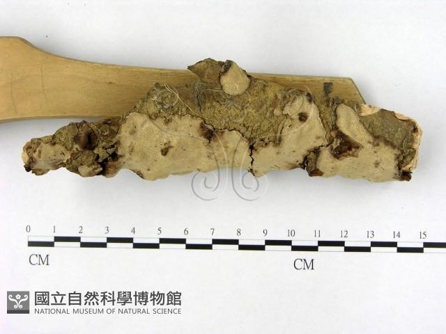 登錄號:F0002770藏品圖，第3張