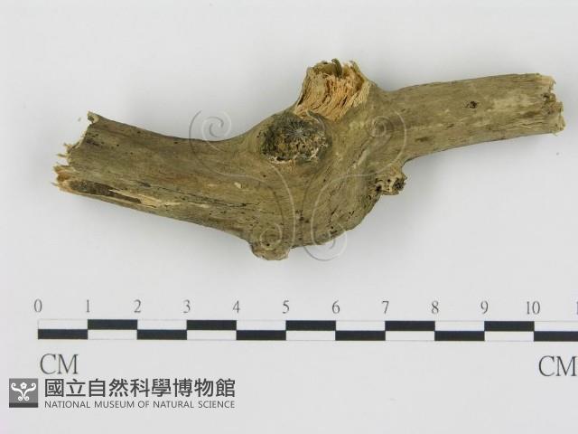 登錄號:F0012770藏品圖，第3張