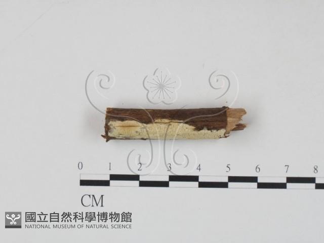登錄號:F0017770藏品圖，第3張