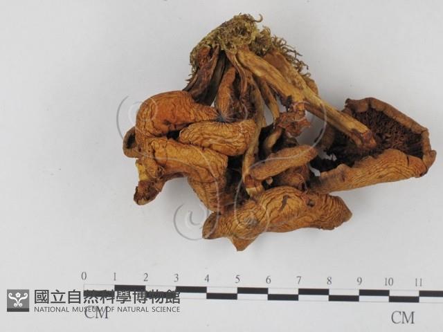 登錄號:F0025770藏品圖，第3張