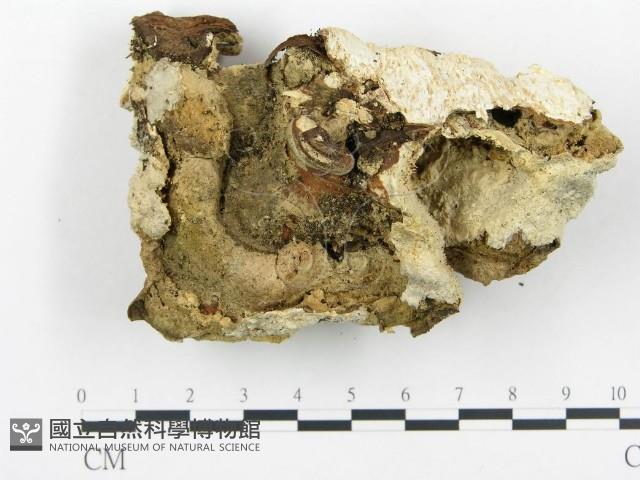 登錄號:F0005770藏品圖，第3張