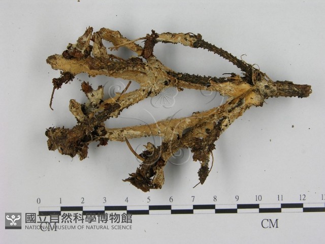 登錄號:F0015770藏品圖，第3張