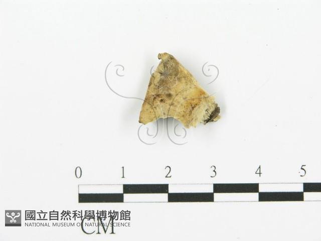 煙管菌藏品圖，第1張