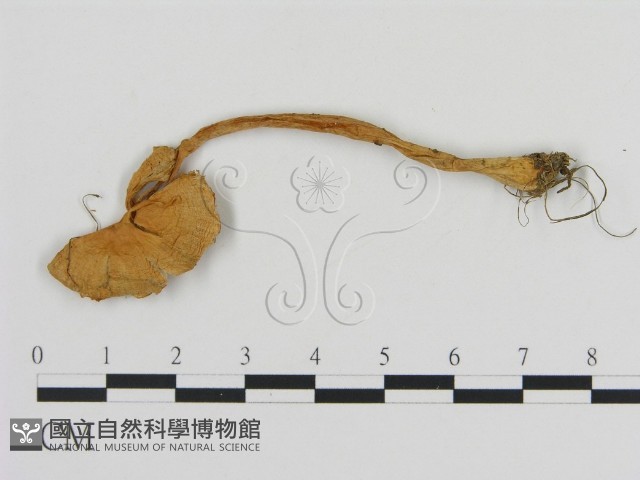 登錄號:F0003770藏品圖，第3張