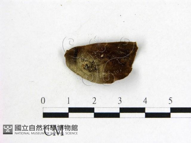 毛木耳藏品圖，第3張
