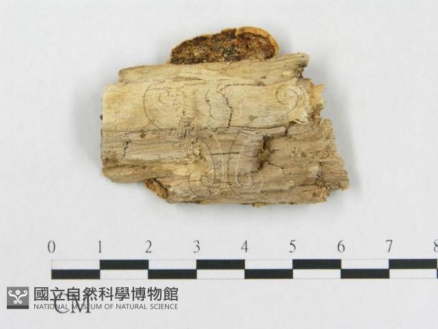 登錄號:F0006570藏品圖，第3張