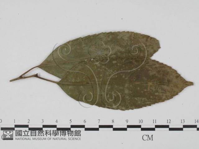 登錄號:F0016570藏品圖，第3張