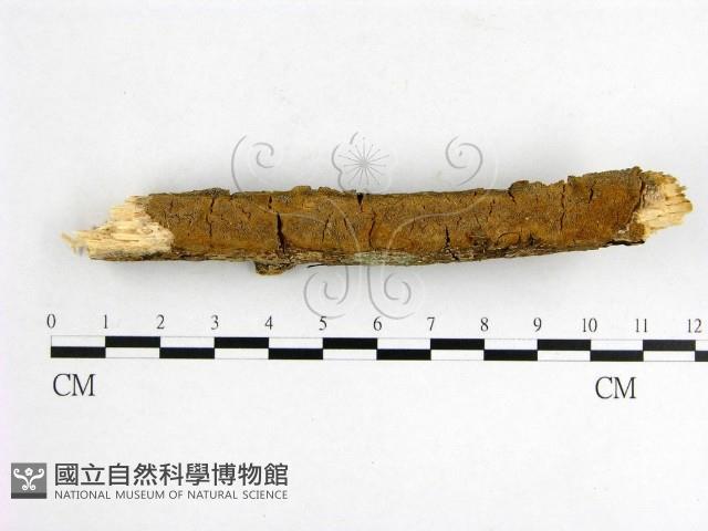 登錄號:F0001570藏品圖，第1張