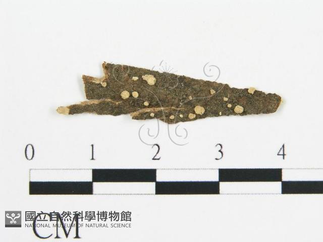 登錄號:F0011570藏品圖，第1張