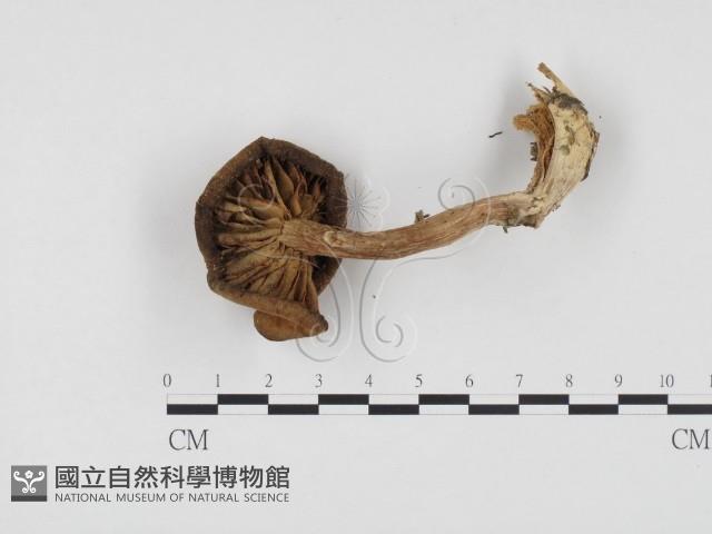 登錄號:F0024570藏品圖，第3張