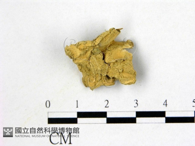登錄號:F0004570藏品圖，第3張