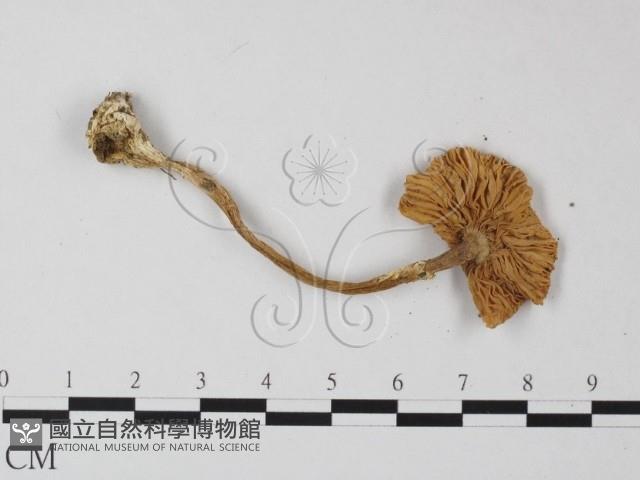 鵝膏屬藏品圖，第3張