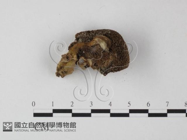 登錄號:F0012570藏品圖，第3張