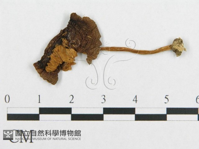 登錄號:F0007570藏品圖，第3張