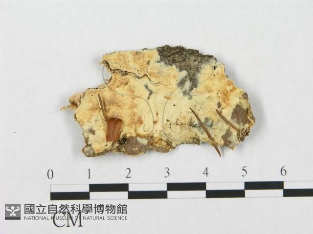登錄號:F0017570藏品圖，第1張