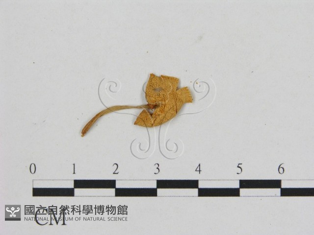小菇屬藏品圖，第3張