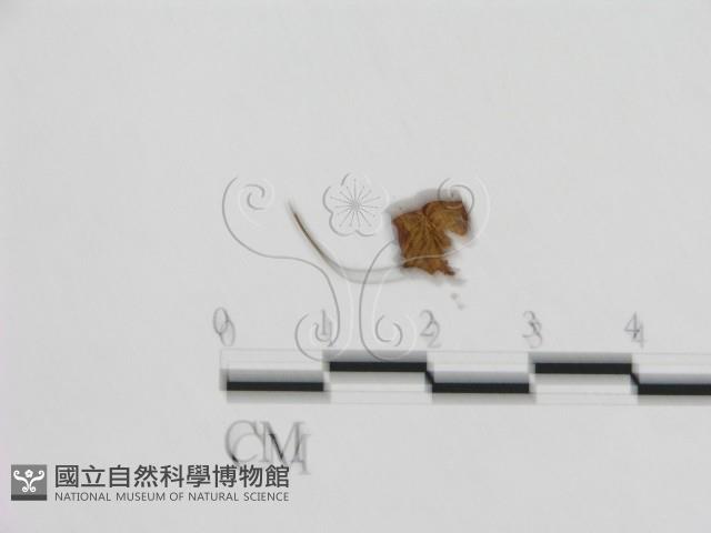 登錄號:F0015570藏品圖，第3張