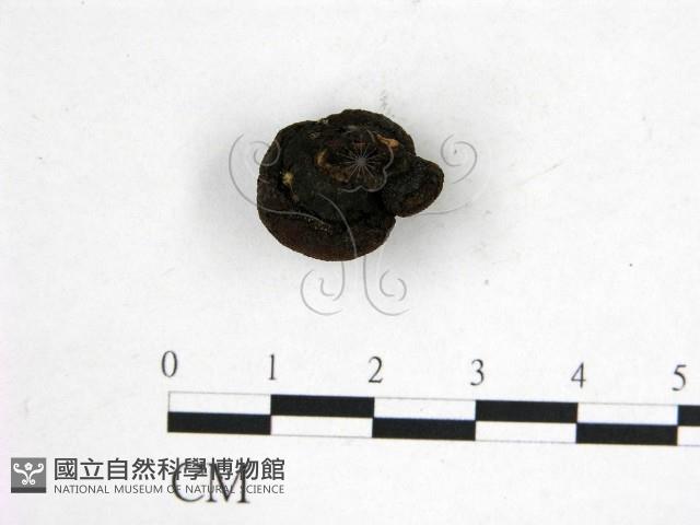 登錄號:F0019570藏品圖，第3張