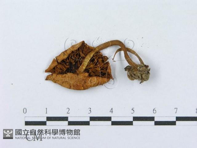 登錄號:F0003570藏品圖，第3張