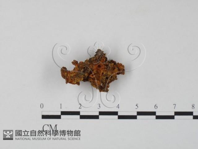 登錄號:F0008170藏品圖，第3張