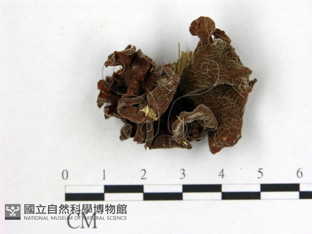 登錄號:F0010170藏品圖，第3張