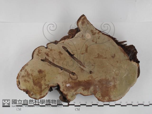 登錄號:F0030170藏品圖，第3張