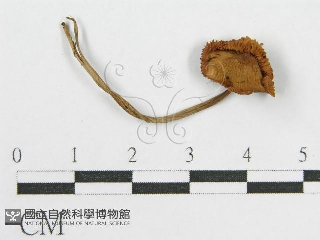 登錄號:F0016170藏品圖，第3張