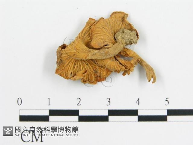 登錄號:F0011170藏品圖，第3張