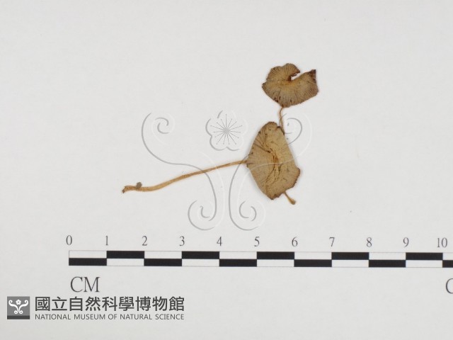 登錄號:F0024170藏品圖，第3張