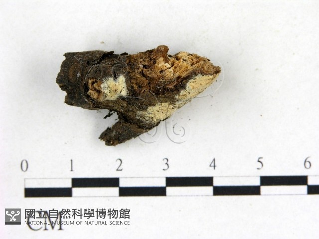 登錄號:F0004170藏品圖，第3張