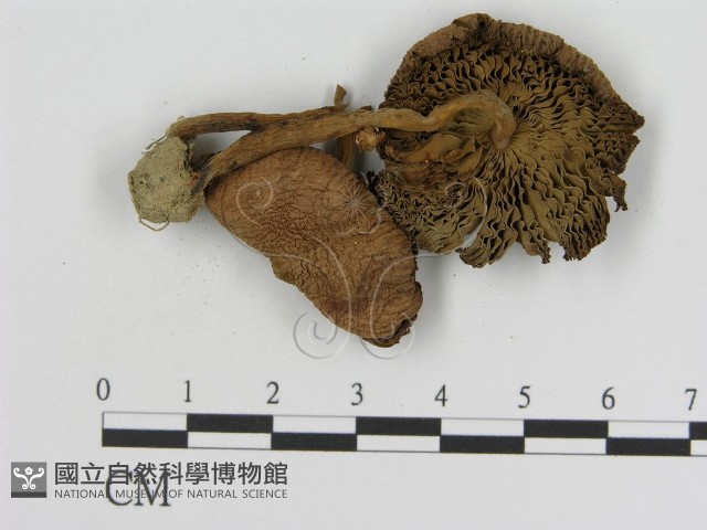登錄號:F0014170藏品圖，第3張
