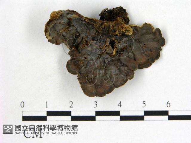 登錄號:F0007170藏品圖，第3張