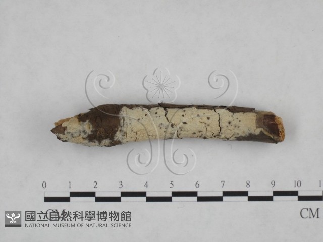 登錄號:F0025170藏品圖，第3張