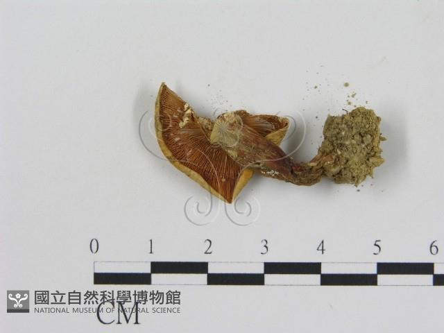 登錄號:F0005170藏品圖，第3張