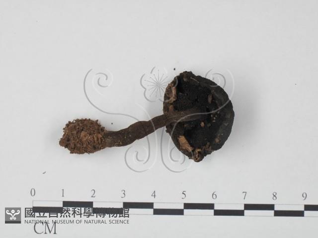 松塔牛肝菌屬藏品圖，第3張