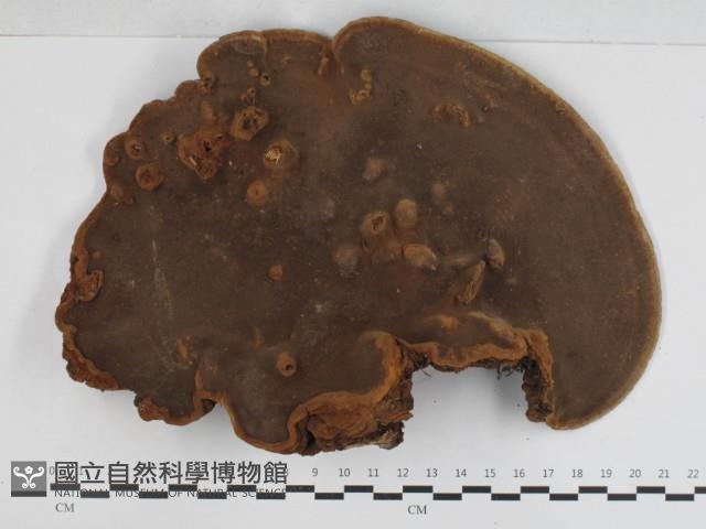 木層孔菌屬藏品圖，第3張
