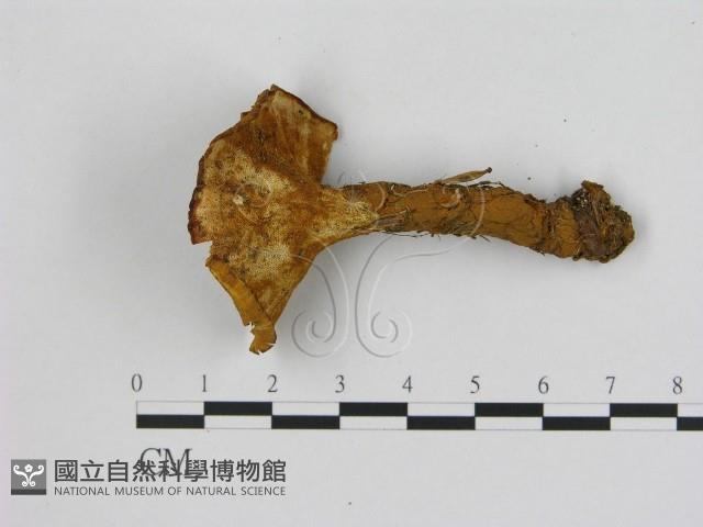 登錄號:F0008070藏品圖，第3張