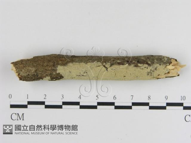 登錄號:F0000070藏品圖，第3張