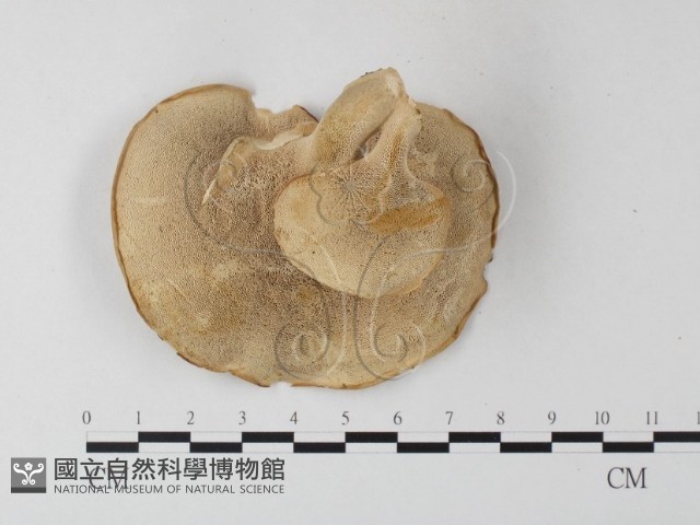 登錄號:F0016070藏品圖，第3張